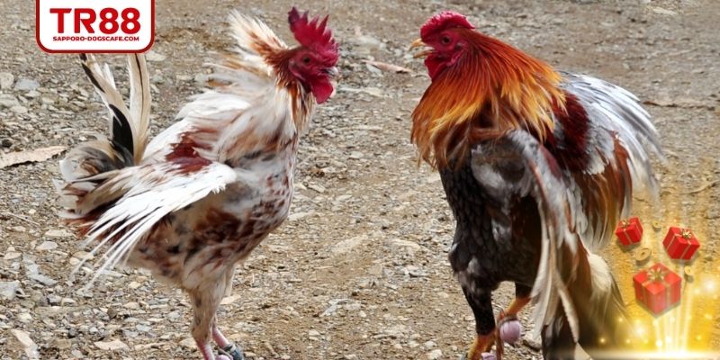 Có nhiều trường đấu nổi tiếng hiện nay