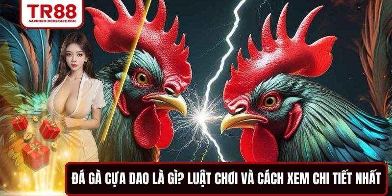 Đá Gà Cựa Dao Là Gì? Luật Chơi Và Cách Xem Chi Tiết Nhất